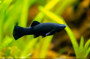 Juwel Rio 125