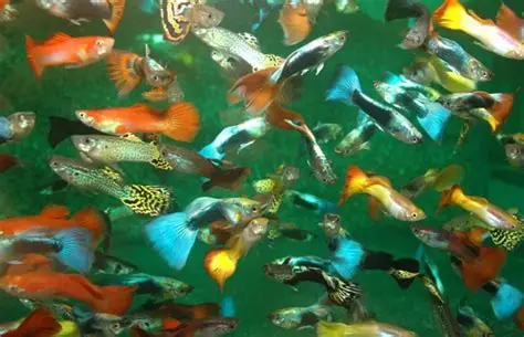 Guppy (Poecilia reticulata) – Den perfekte begynderfisk til akvariet
